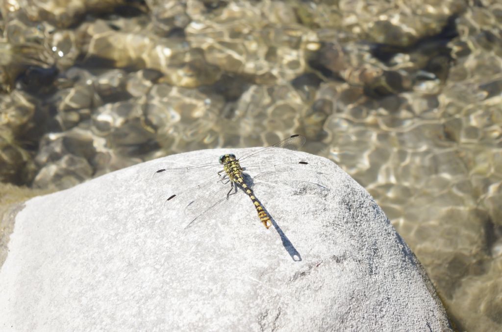 ID DI Libellula verde/nera: Onychogomphus forcipatus unguiculatus