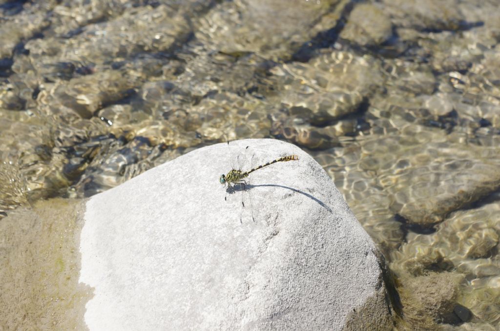 ID DI Libellula verde/nera: Onychogomphus forcipatus unguiculatus