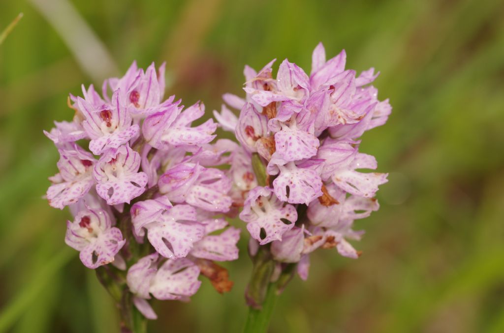 Neotinea tridentata