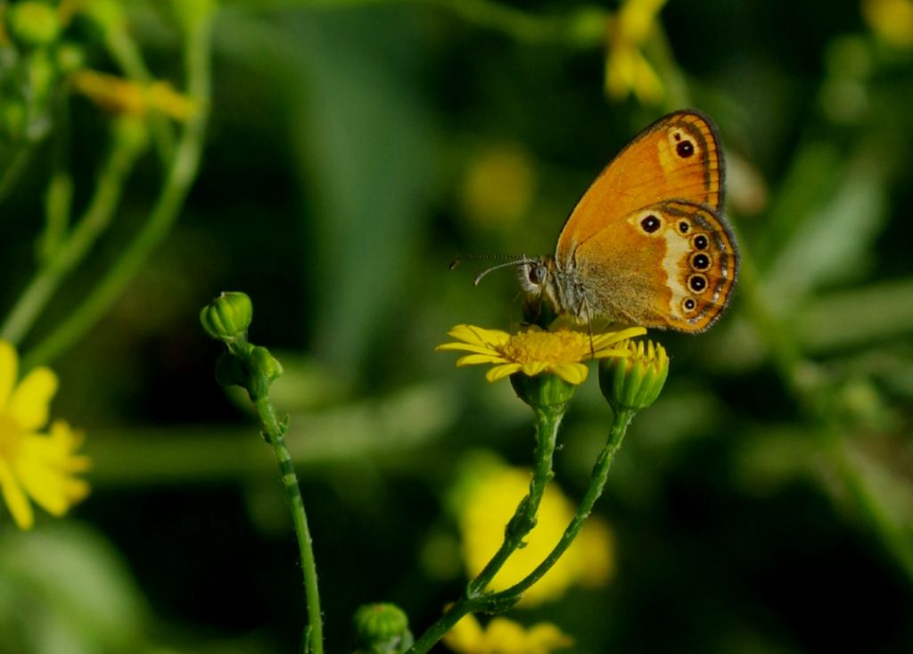 Coenonympha elbana?  S