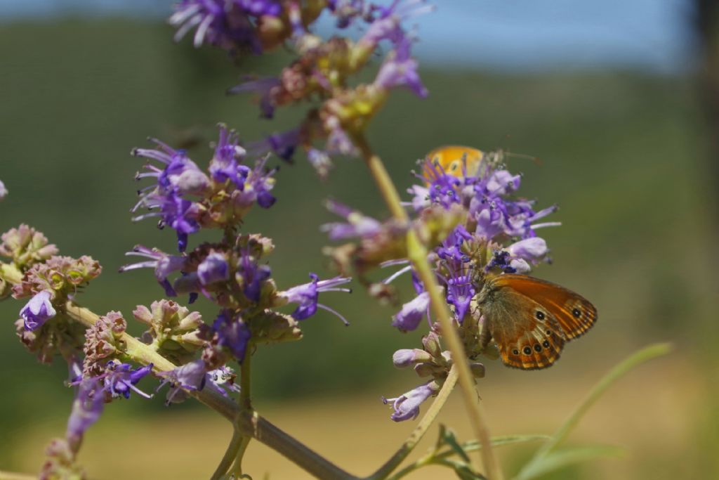 Coenonympha elbana?  S