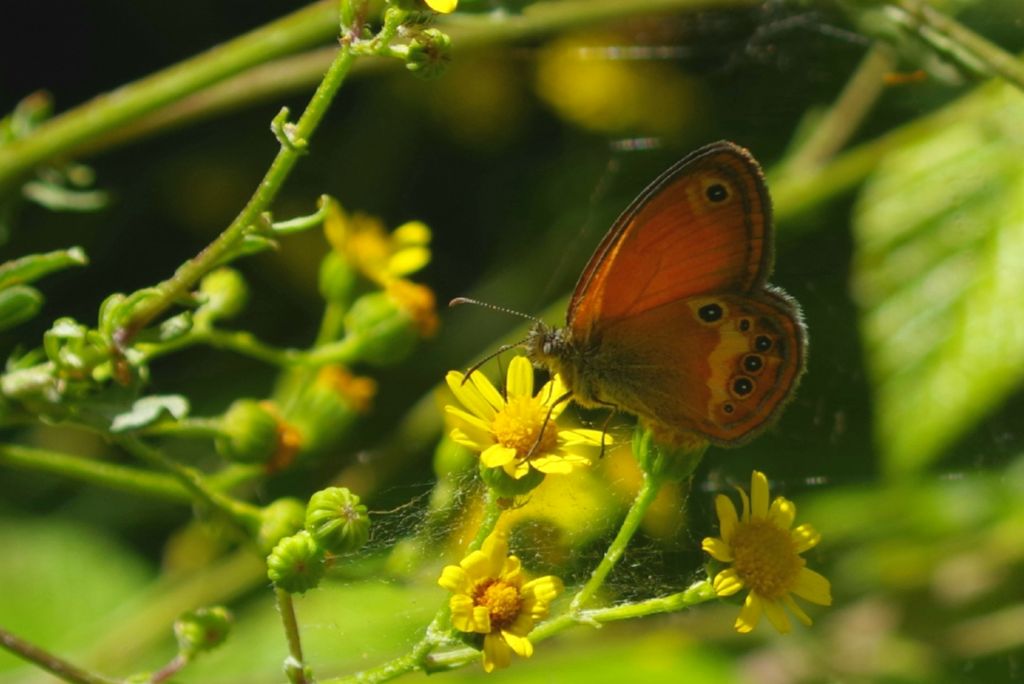 Coenonympha elbana?  S