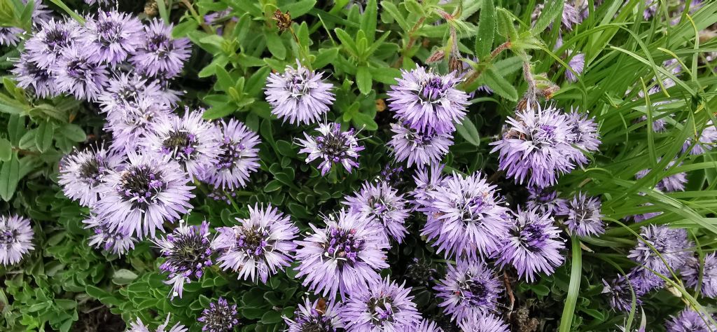 Globularia repens?