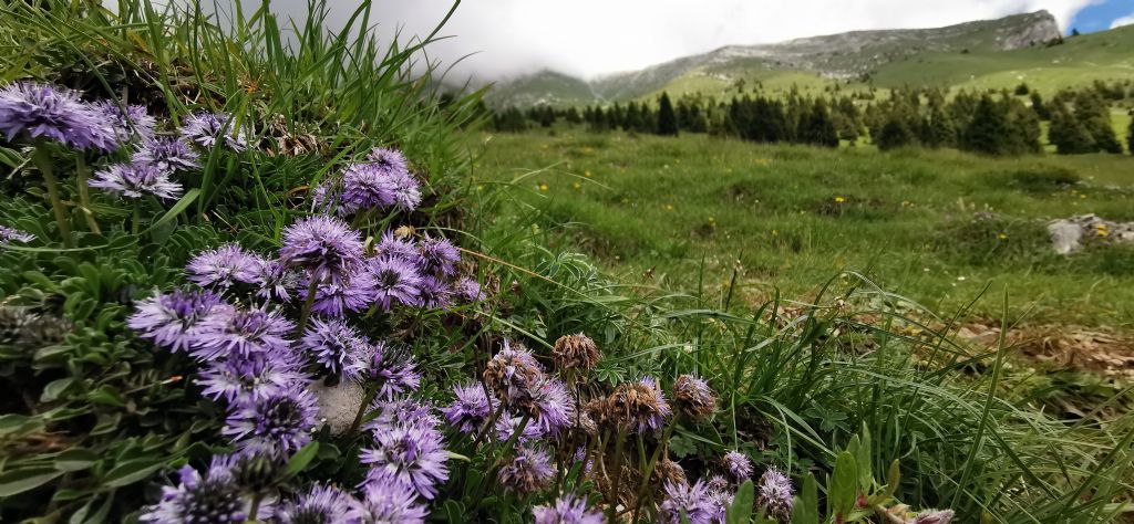 Globularia repens?