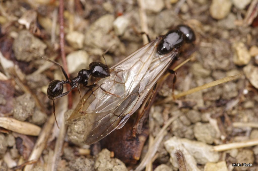 formica alata trattenuta