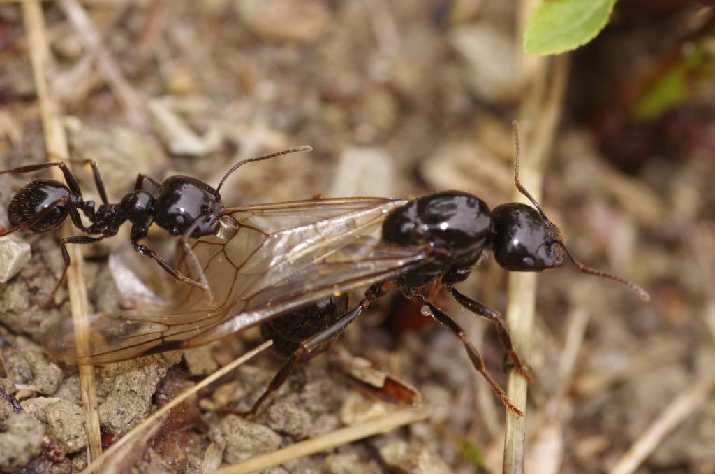 formica alata trattenuta