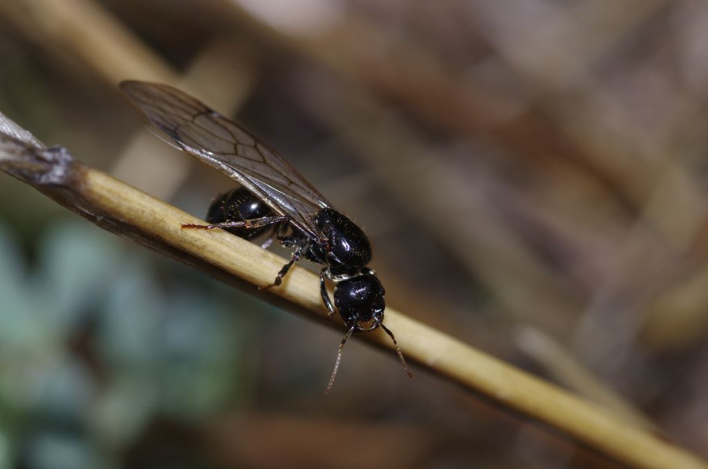 formica alata trattenuta