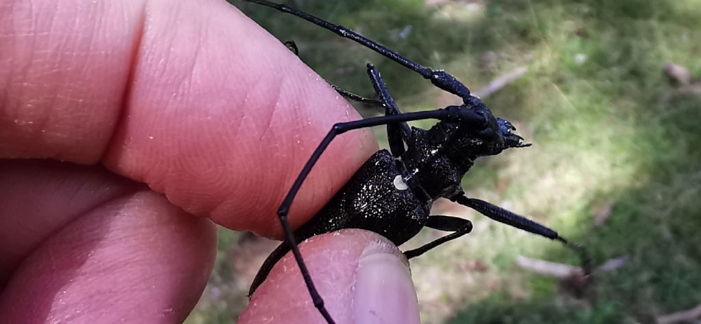 Monochamus scutellatus? No, maschio di Monochamus sartor