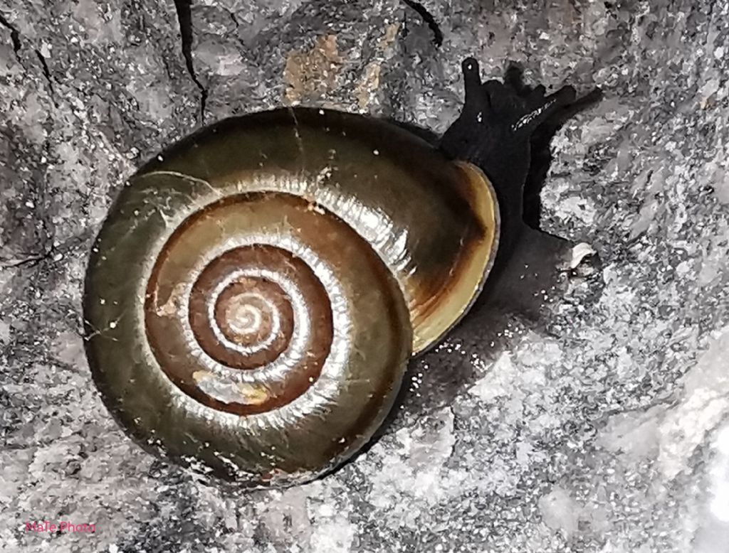 Chilostoma adelozona?