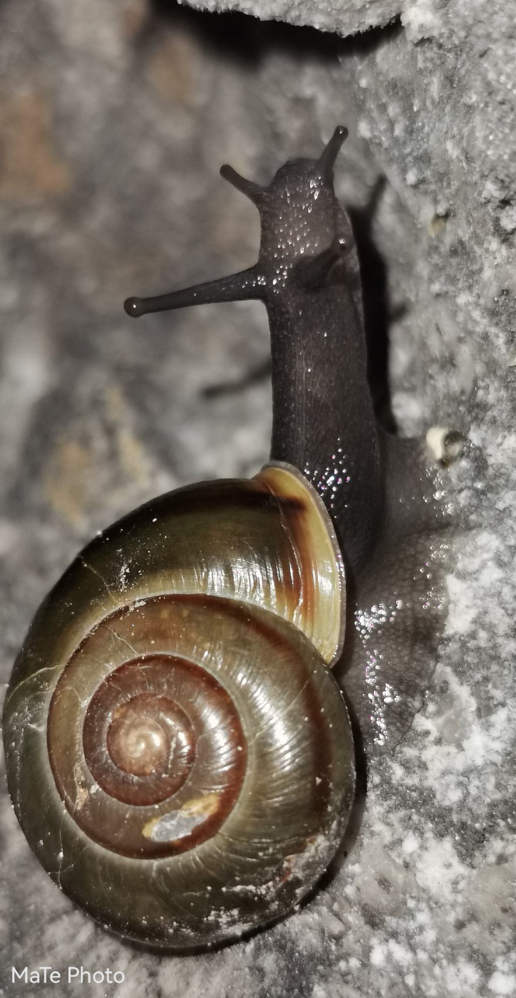 Chilostoma adelozona?