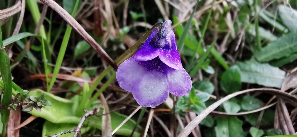 Pinguicola leptoceras o vulgaris?