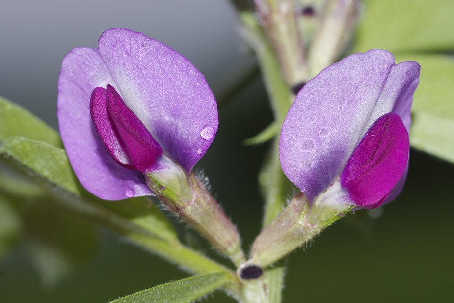 Vicia sativa