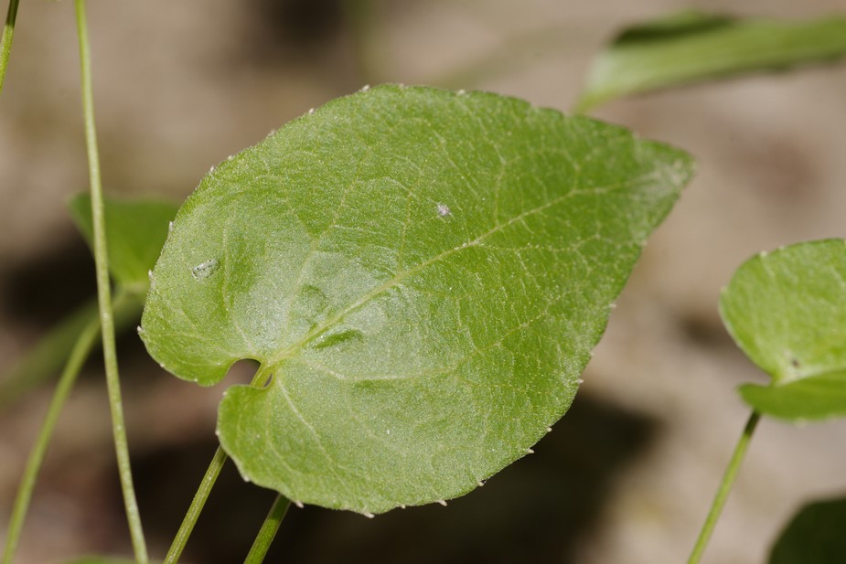 azzurro da determinare - Phyteuma scheuchzeri