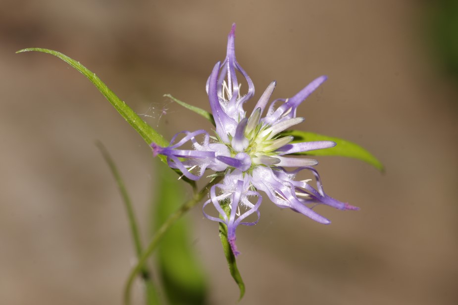 azzurro da determinare - Phyteuma scheuchzeri