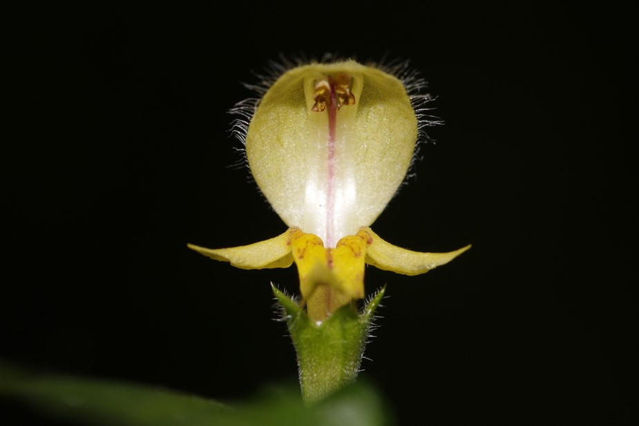 Lamium galeobdolon