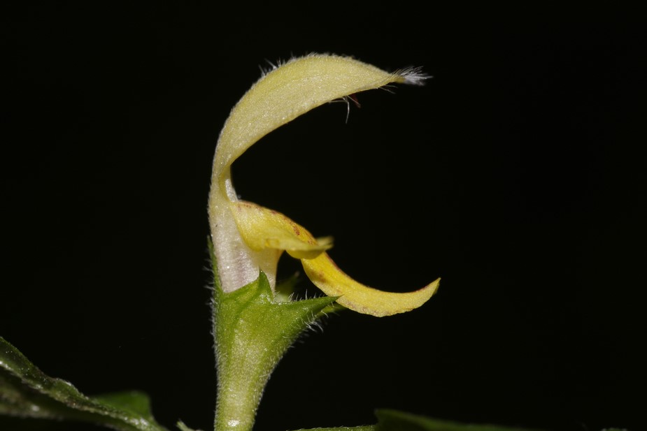 Lamium galeobdolon