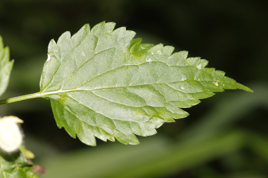 Lamium galeobdolon