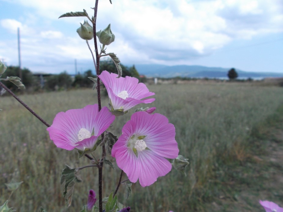 Malva punctata / Malvone punteggiato