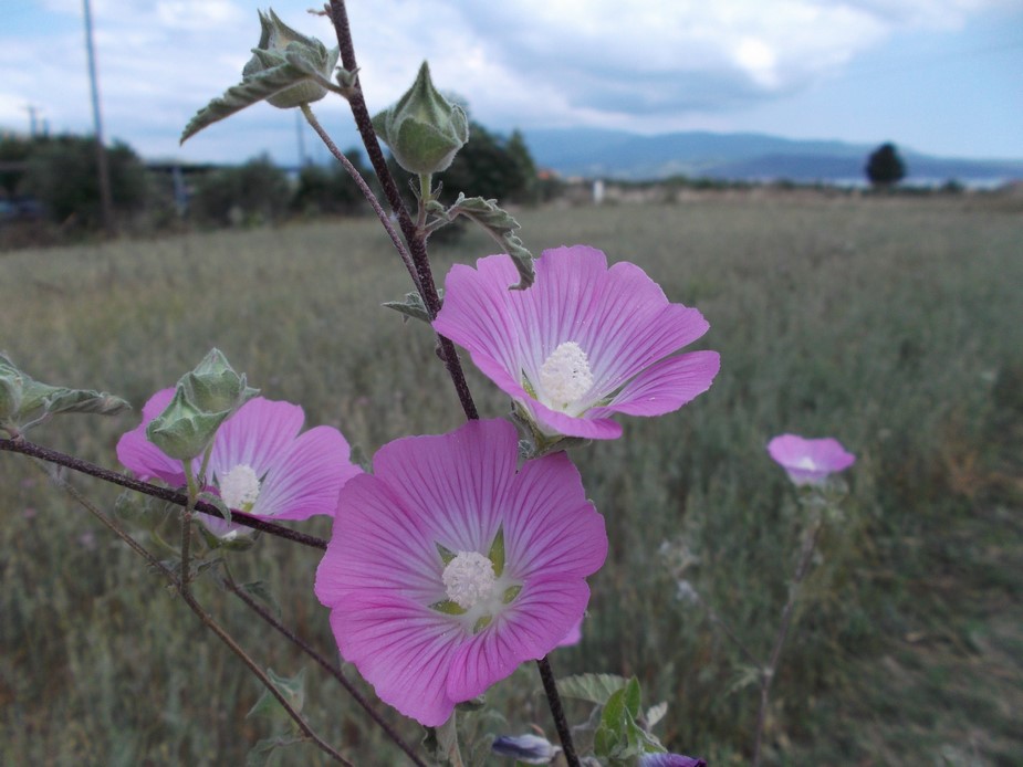 Malva punctata / Malvone punteggiato