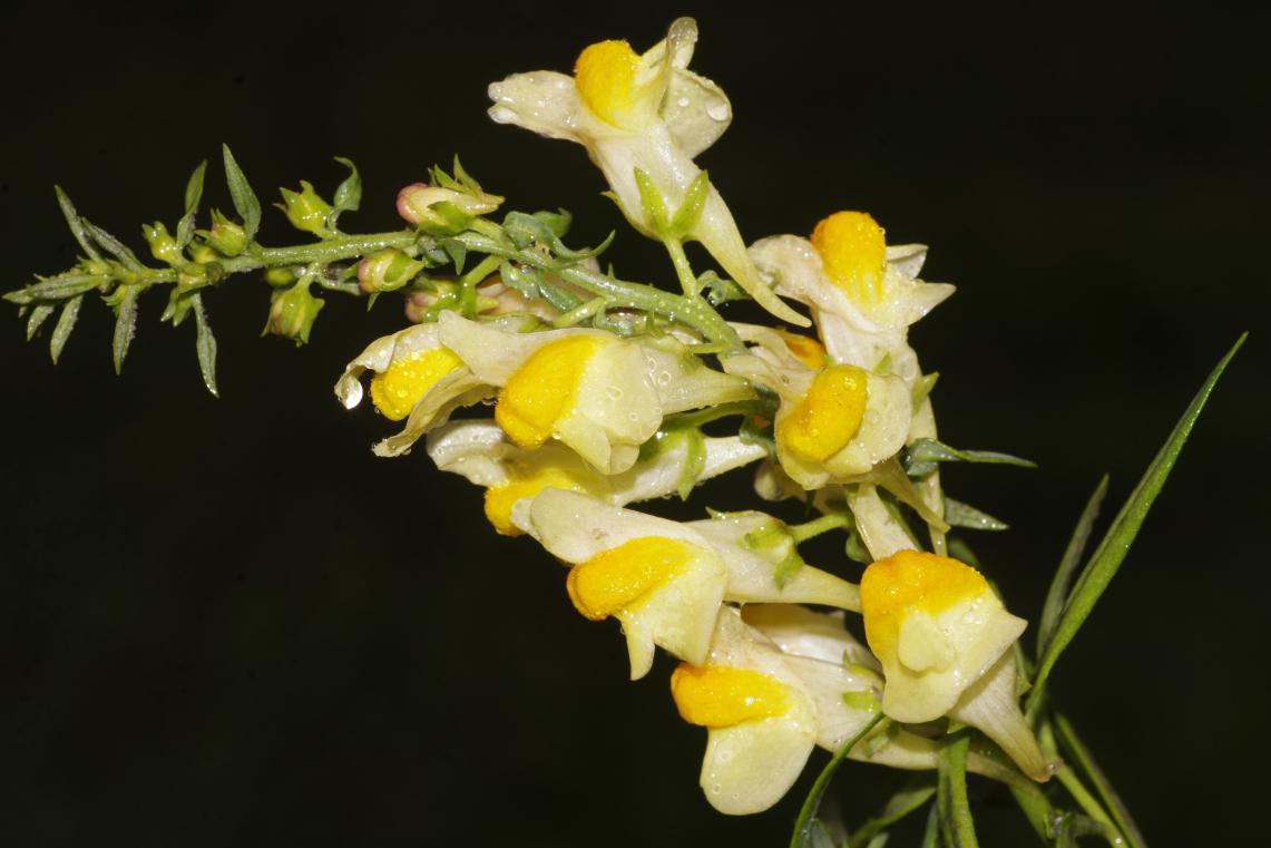 Linaria vulgaris