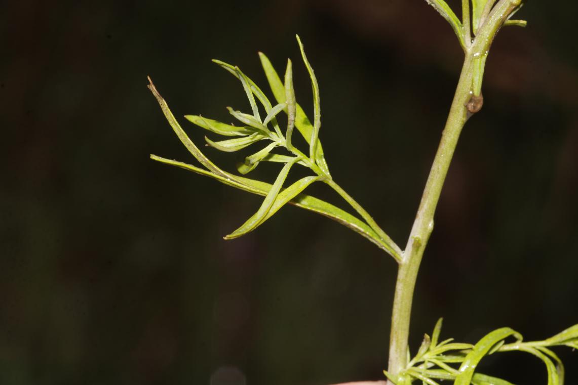 Linaria vulgaris