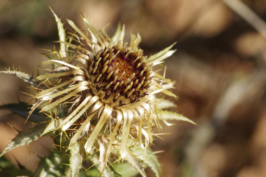 Carlina vulgaris