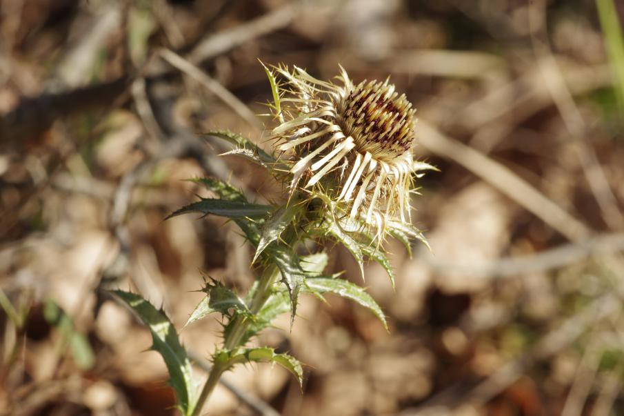 Carlina vulgaris