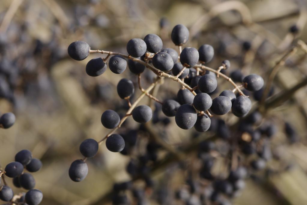 frutti di Ligustrum sp.