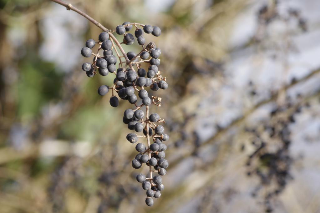 frutti di Ligustrum sp.