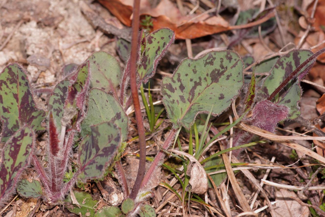 Hieracium sp.