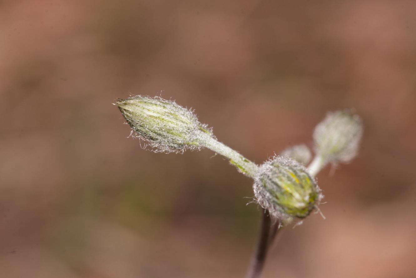 Hieracium sp.