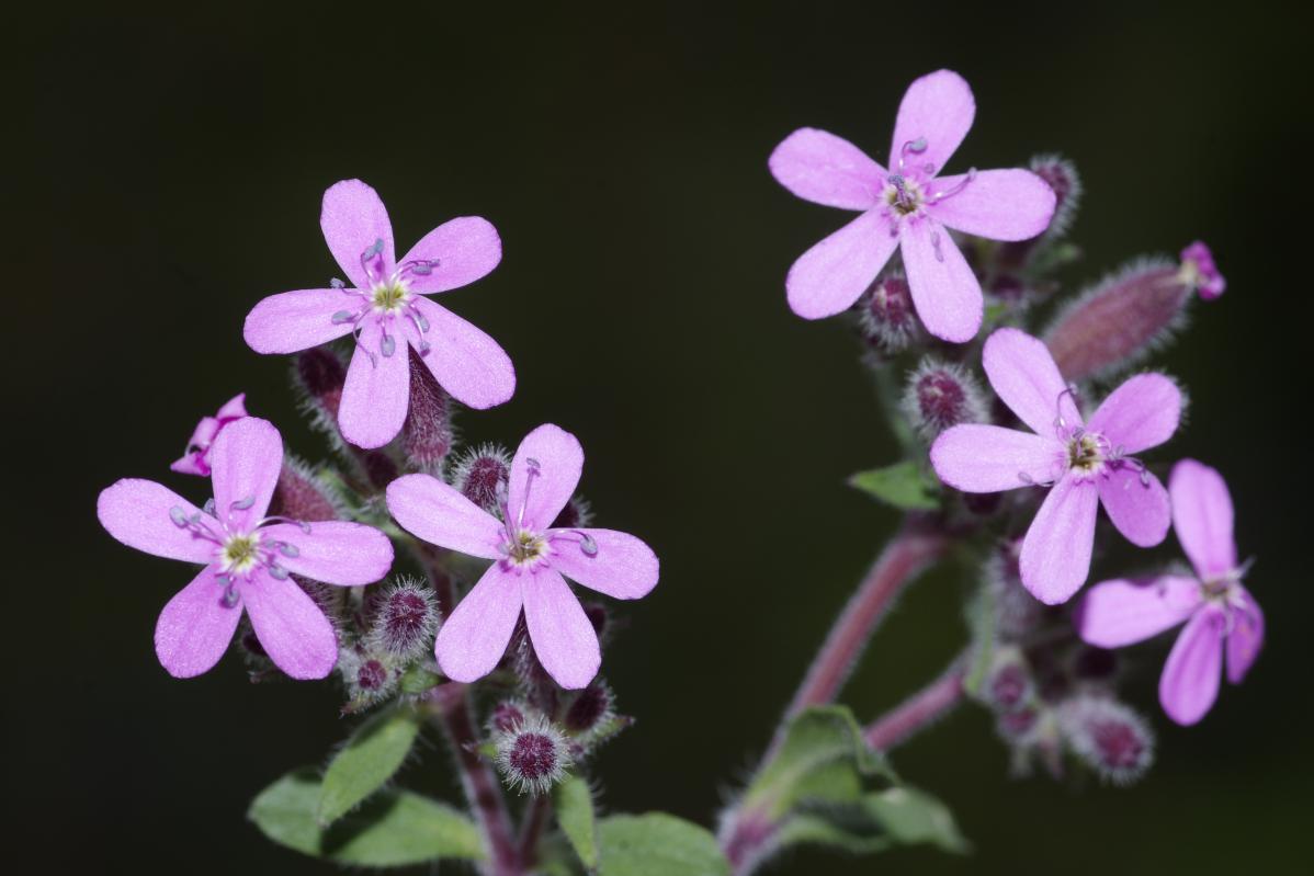 Saponaria ocymoides