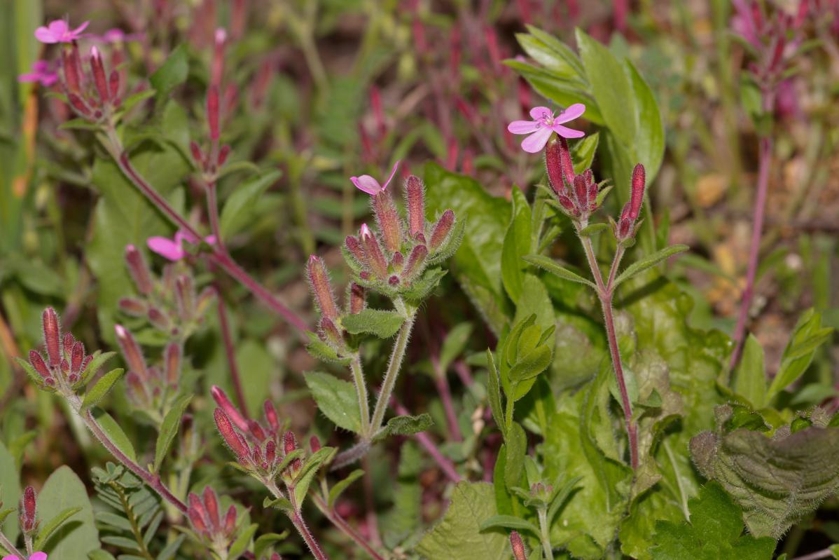 Saponaria ocymoides