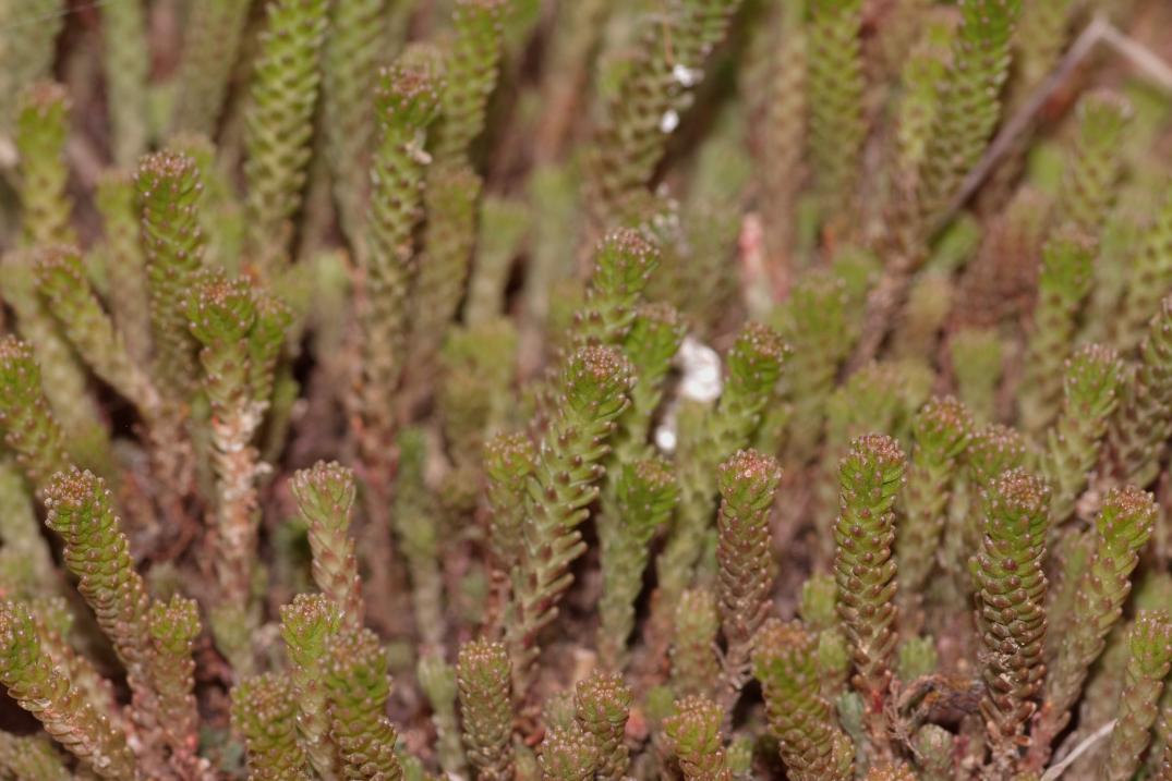 Sedum sp.