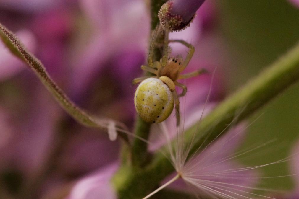 Araniella sp. - Salsomaggiore (PR)