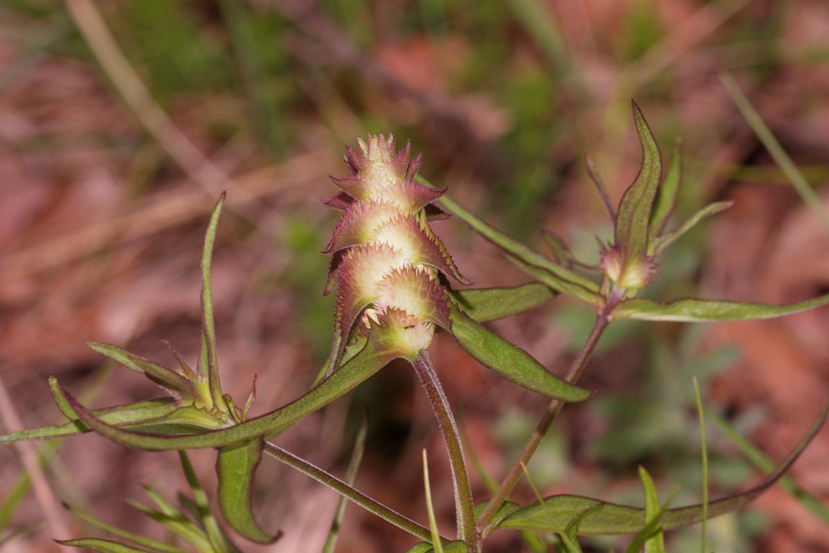 Melampyrum cristatum