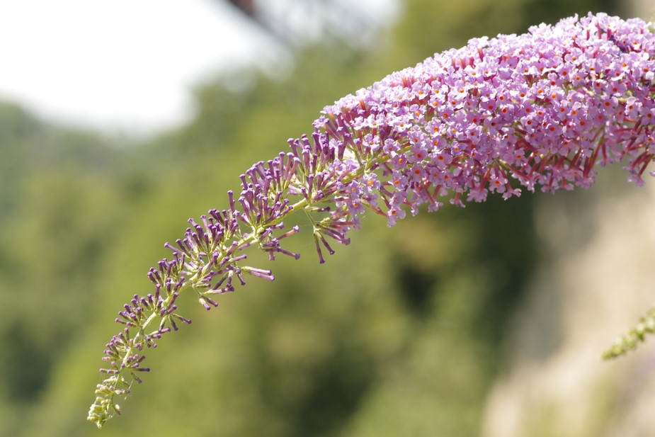 Buddleja davidii