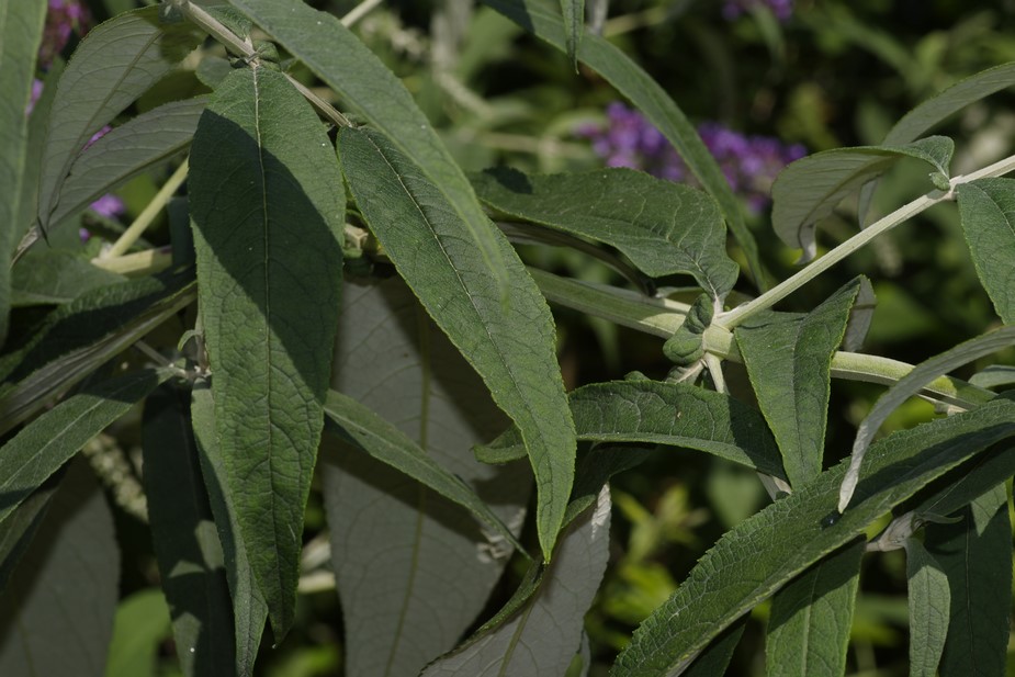 Buddleja davidii