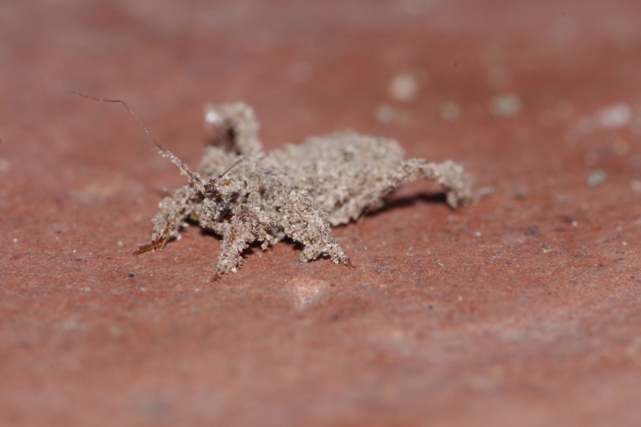 Reduviidae dall'' aspetto sabbioso: R. personatus (juv.)