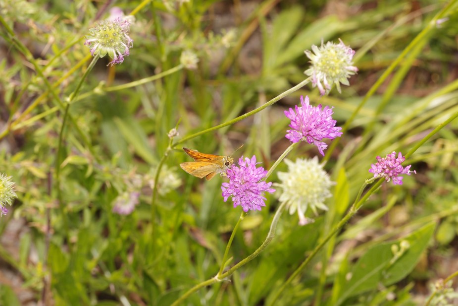 farfallina fulva da determinare - Ochlodes sylvanus