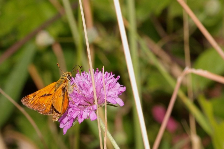 farfallina fulva da determinare - Ochlodes sylvanus