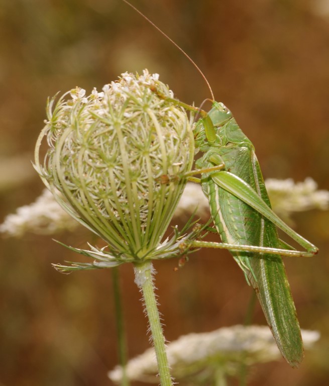 mistero dell''ombrellifera - Daucus carota