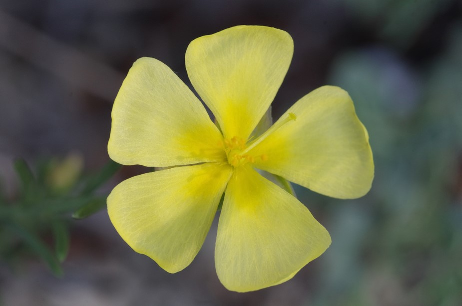 fiore di collina da determinare - Cistacea