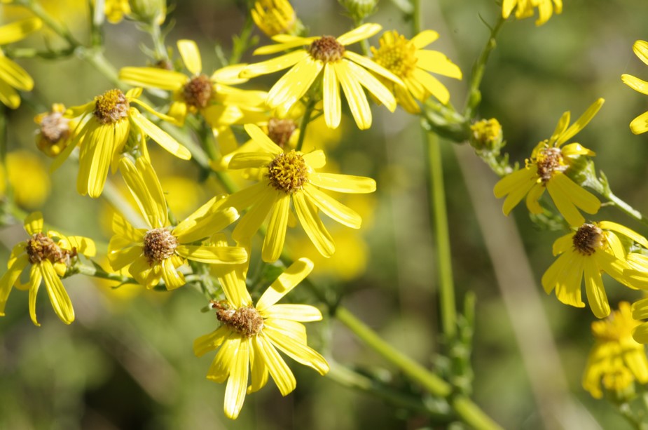 asteracea - Jacobaea erucifolia