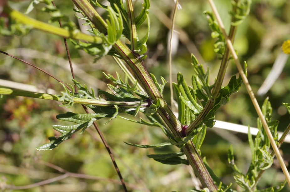 asteracea - Jacobaea erucifolia