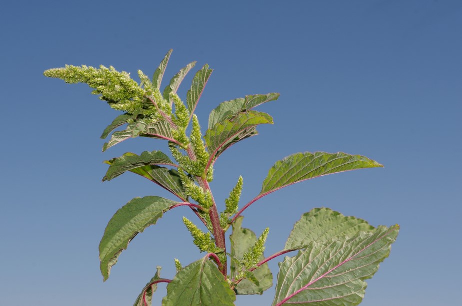 Amaranthus cfr.retroflexus