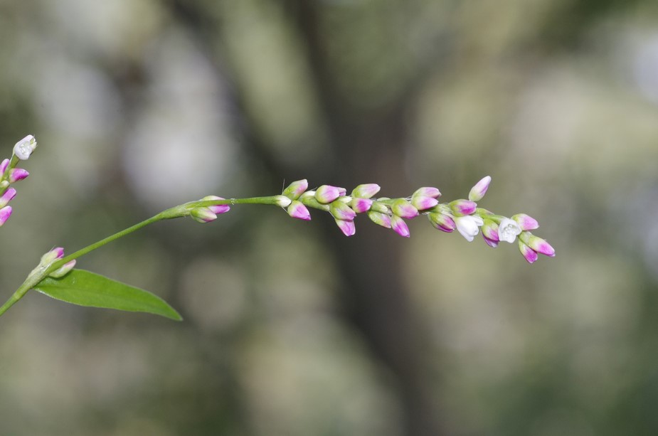 fiori piccoli da determinare - Persicaria sp. (Polygonaceae)