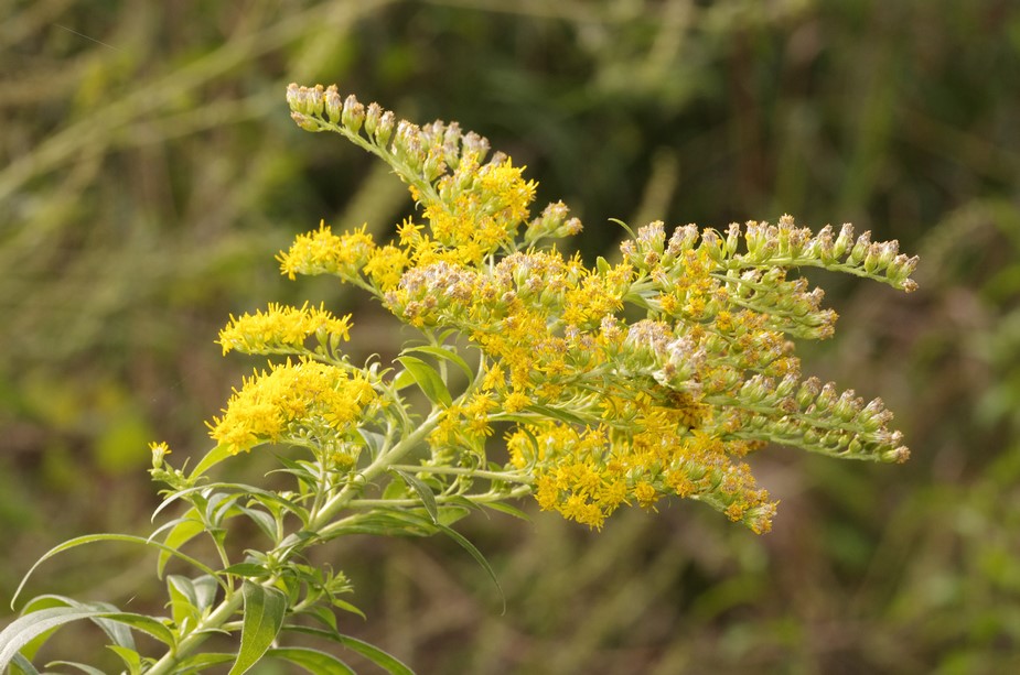 Solidago gigantea