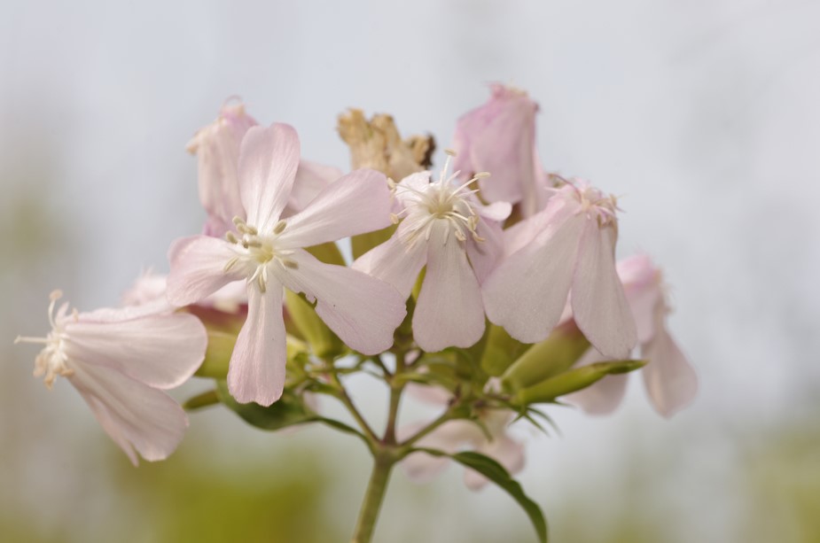 Saponaria officinalis / Saponaria comune