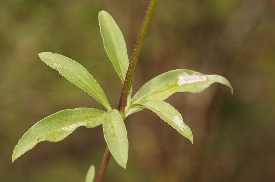 Saponaria officinalis / Saponaria comune